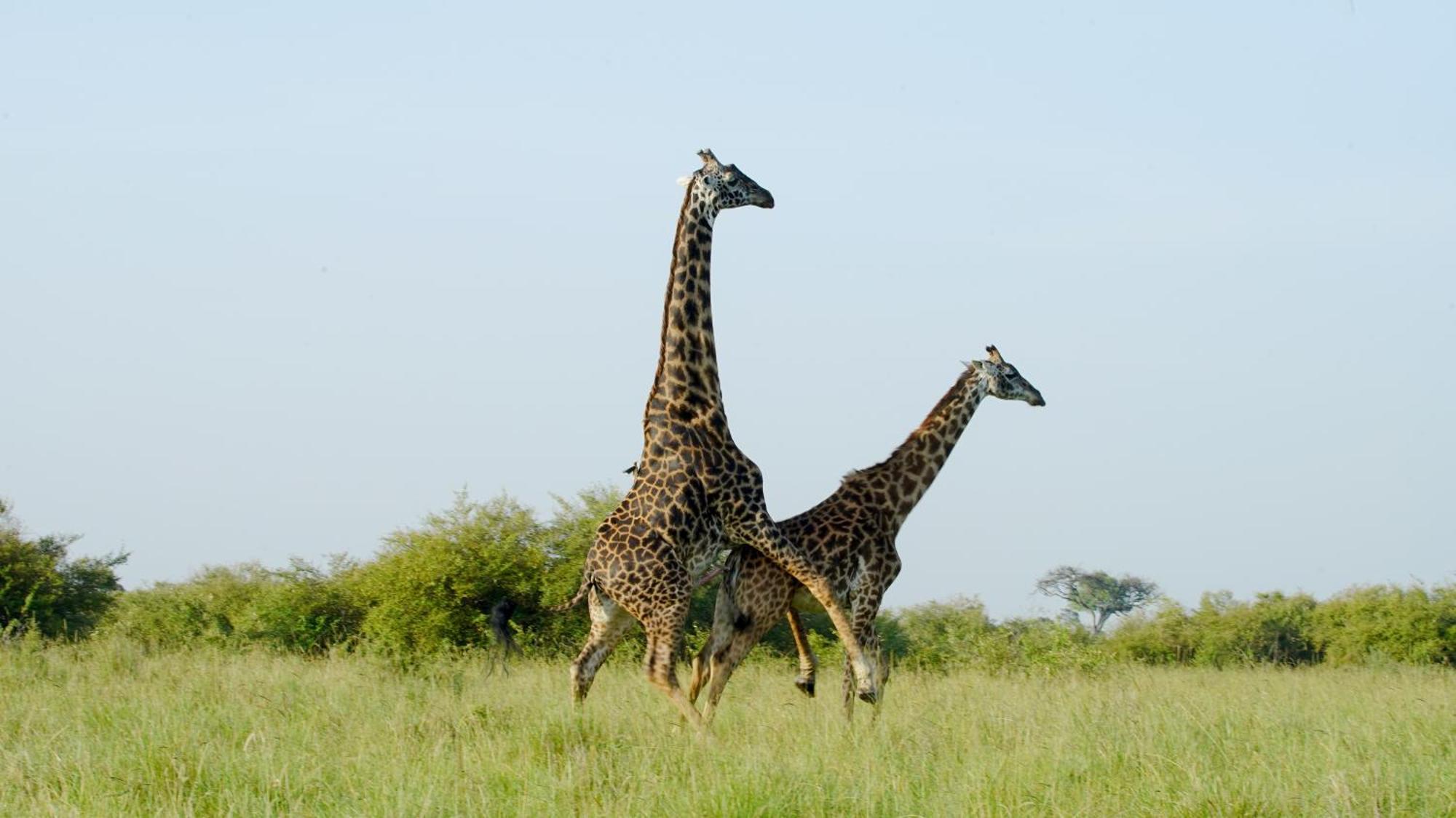 Villa Mara Elatia Camp Maasai Mara Esterno foto