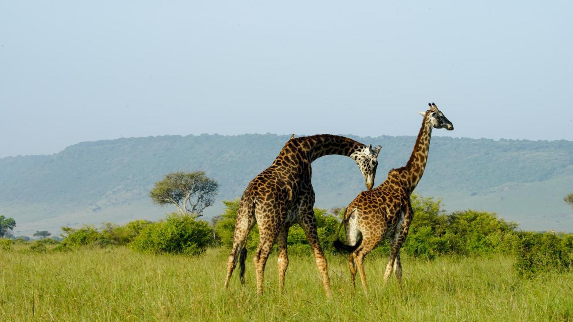 Villa Mara Elatia Camp Maasai Mara Esterno foto