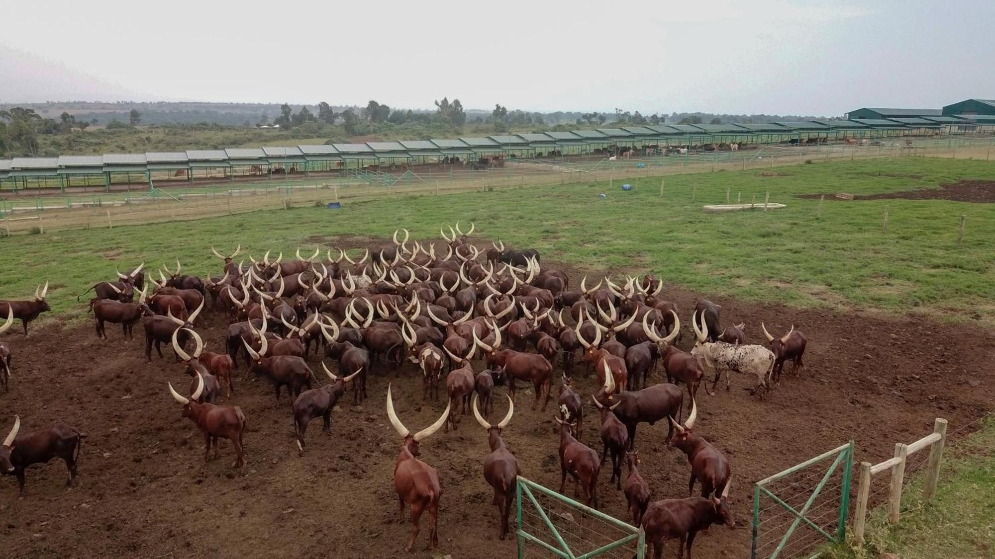Villa Mara Elatia Camp Maasai Mara Esterno foto