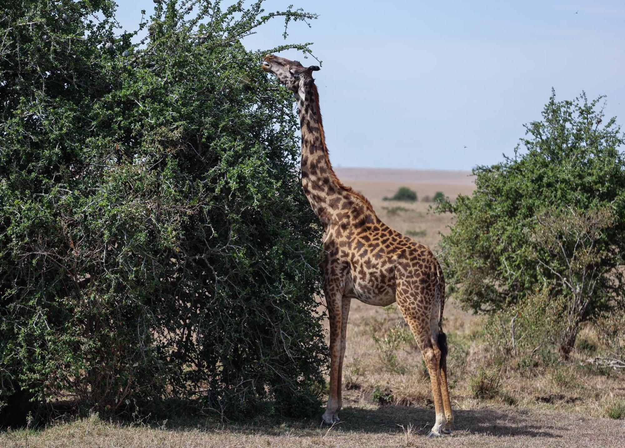 Villa Mara Elatia Camp Maasai Mara Esterno foto